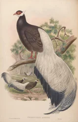 Crossoptilon auritum